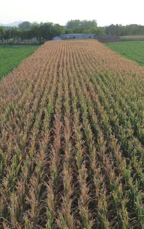 老品牌速配 高温少雨致河南旱情快速发展 驻马店农户：玉米难结棒，水井河道干枯